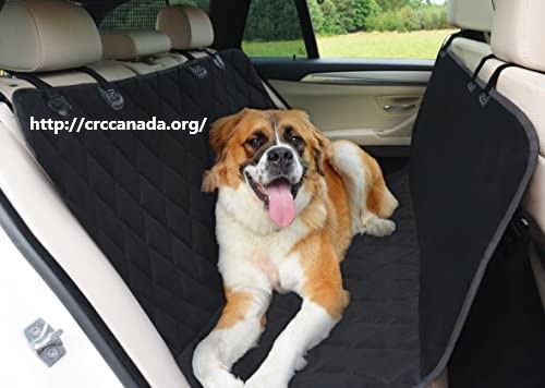 Aksesoris Mobil Yang Harus Dimiliki Pemilik Anjing